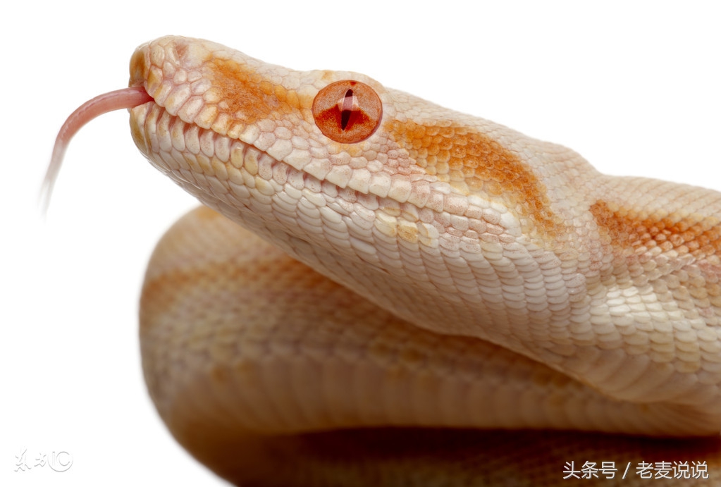 出马仙修行需要的条件,出马仙弟子出马前有哪些磨难