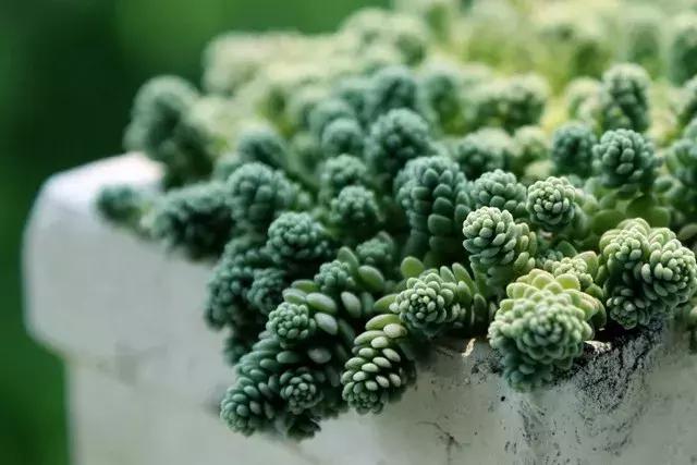 什么多肉有香味又好养,有香味的多肉哪种好养