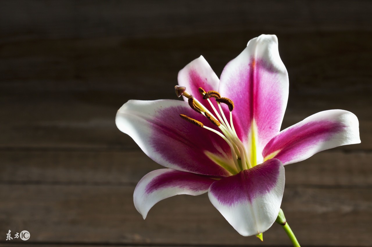 冬天排骨煮什么汤比较降火,冬天煲什么汤清热下火