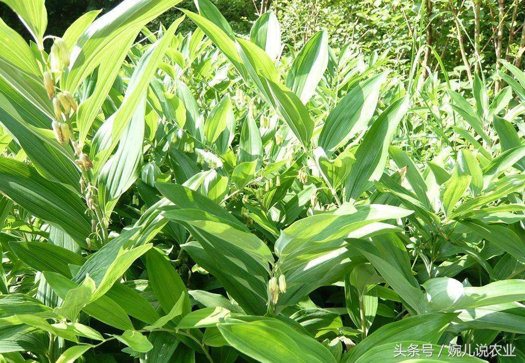 种植什么中药材暴利,种植什么药材可卖几十块钱一斤