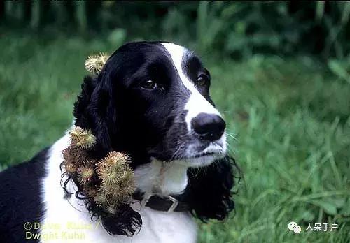 植物传播种子的方法有哪些二年级,植物的果实和种子传播方式有哪些