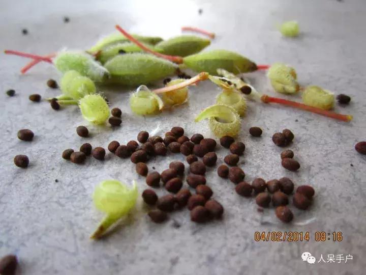 植物传播种子的方法有哪些二年级,植物的果实和种子传播方式有哪些