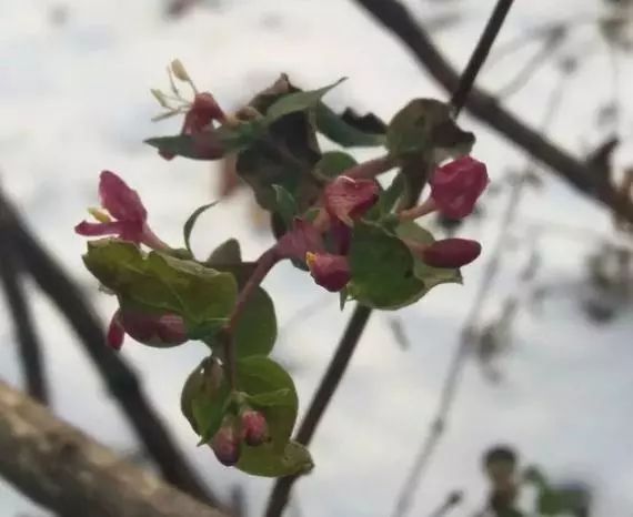 白雪中的红玫瑰花语,白雪中的粉玫瑰
