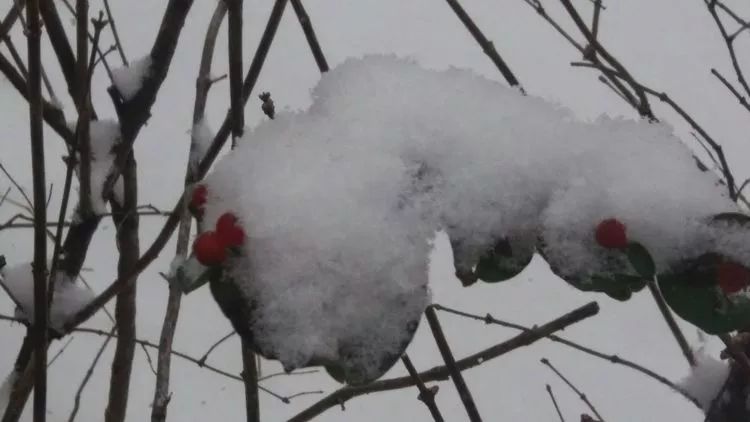 白雪中的红玫瑰花语,白雪中的粉玫瑰