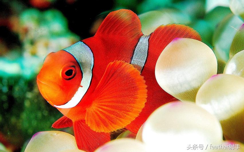 太平洋海洋馆和北京海洋馆哪个好,北京海洋馆和上海海昌海洋馆