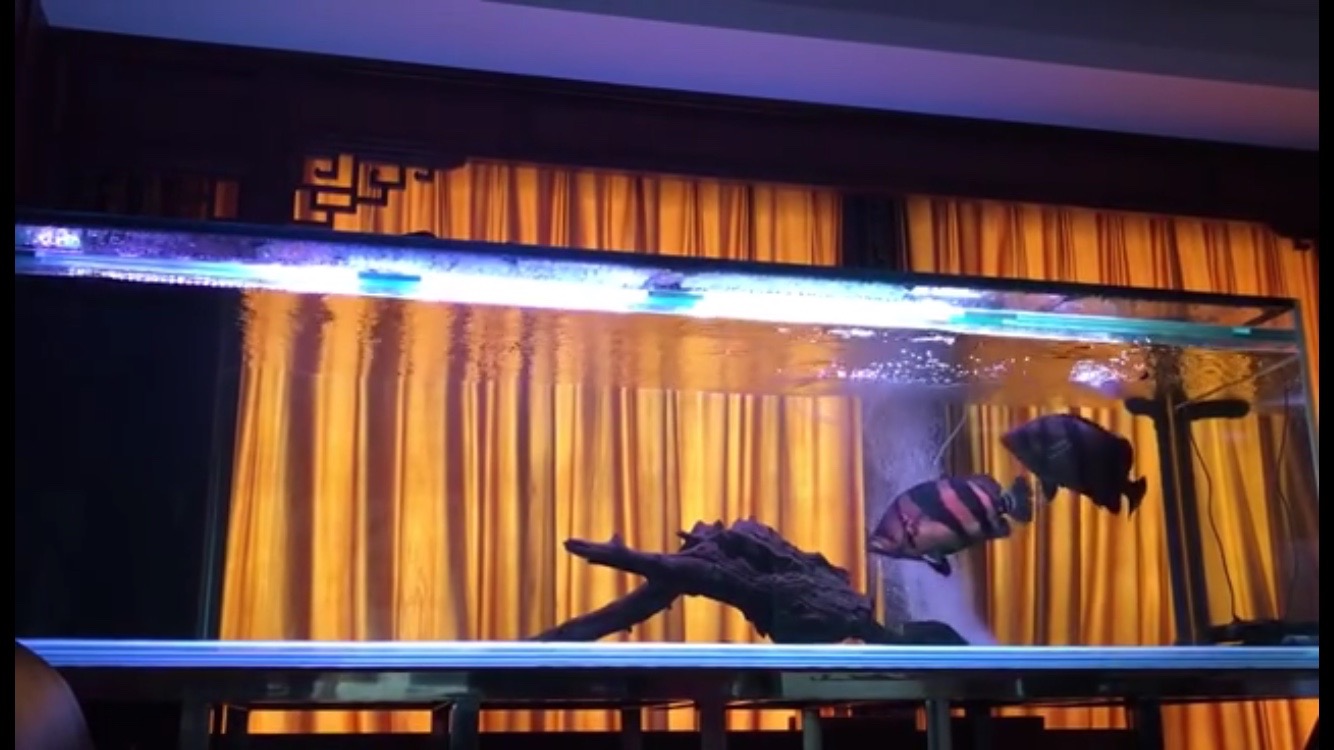 液体硝化细菌是水质稳定剂吗,液体硝化细菌味道