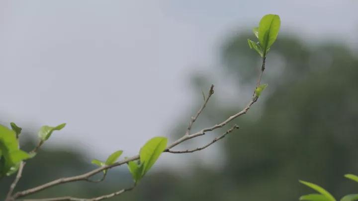 易武宋聘号蓝标,易武宋聘号茶沱