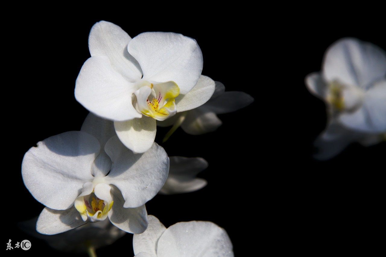 好似蝴蝶般的兰花翩翩起舞,好似蝴蝶的花