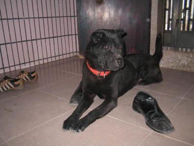 原来土狗还分这么多种类,中国的土狗全部种类