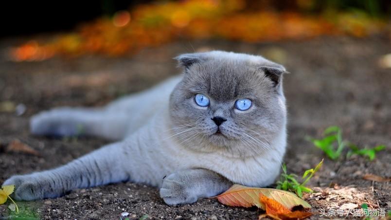 猫咪有跳蚤教你根除跳蚤的方法,猫咪跳蚤怎么防治