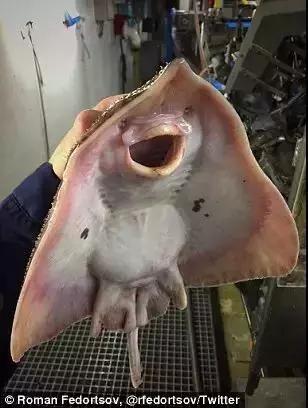 为什么深海鱼都长那么丑,深海鱼为啥都很丑