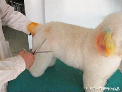 自己如何给泰迪狗狗修剪毛发视频,在家给贵宾犬修毛教程