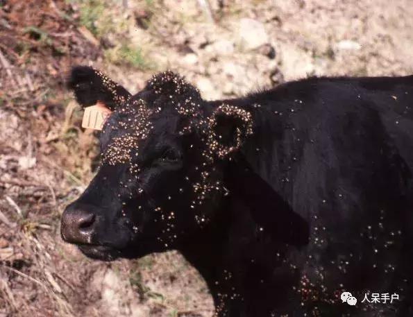 植物传播种子的方法有哪些二年级,植物的果实和种子传播方式有哪些