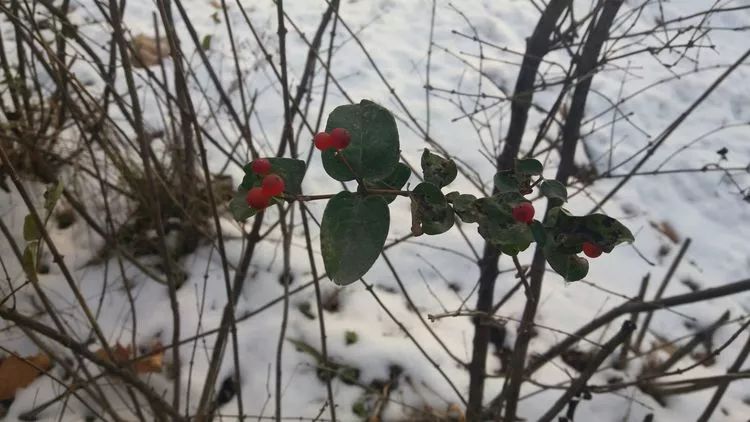 白雪中的红玫瑰花语,白雪中的粉玫瑰