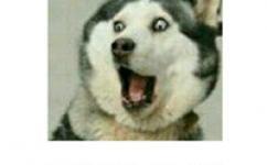 犬种百科之苏格兰牧羊犬,犬种百科德牧犬