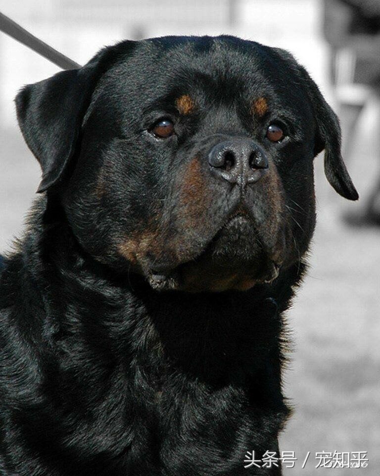 战斗力强又忠诚护住的狗,忠诚勇敢最佳护卫犬卡斯罗
