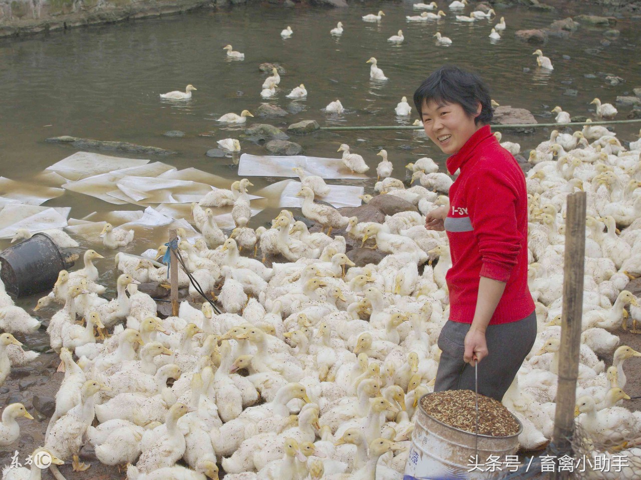 鸭子为什么会摇头和发抖,鸭子为什么一直摇头且张着嘴