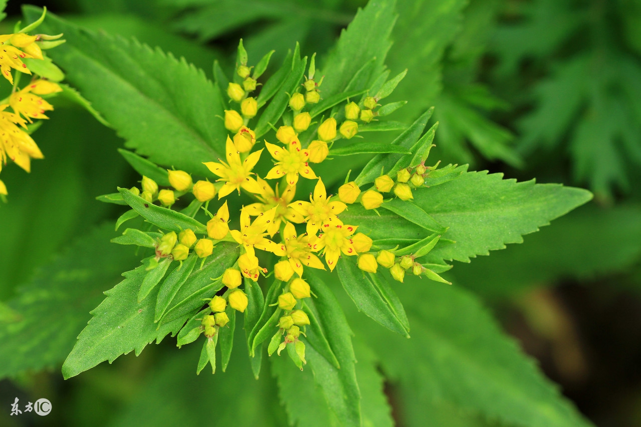 三七花的功效的视频,三七花的功效与作用价格