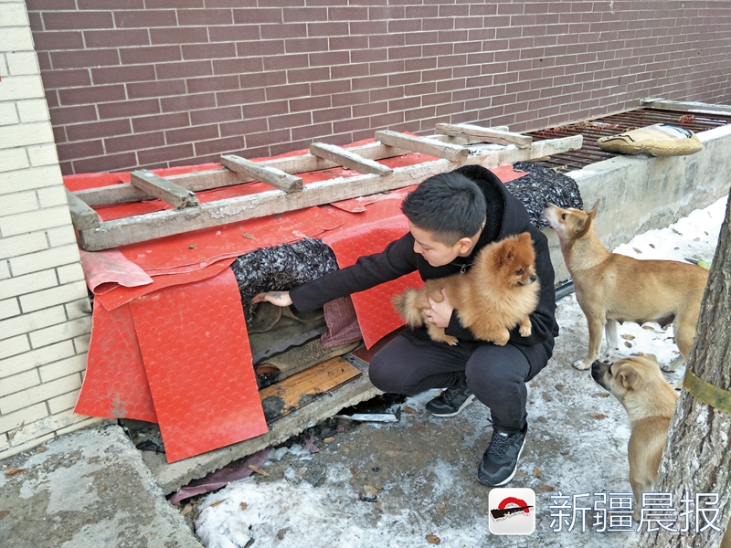 男子打流浪狗反被咬死,新疆昌吉流浪狗在地下室被虐事件