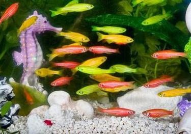 斑马鱼小型热带观赏鱼,热带斑马鱼多少钱一斤