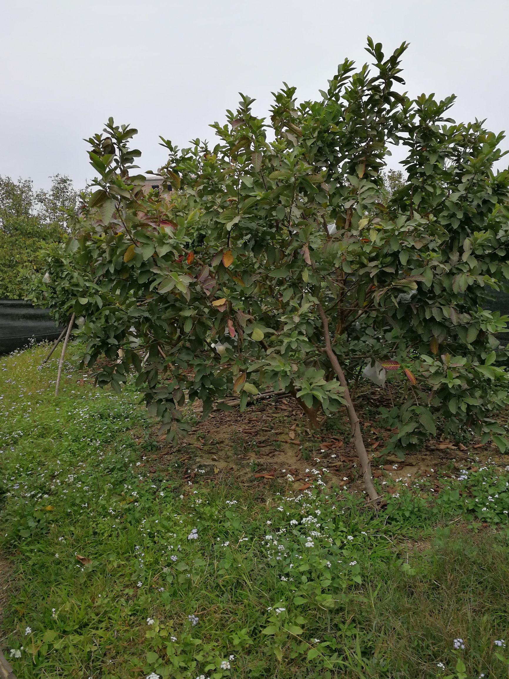 中山摘番石榴果园,摘番石榴果园附近