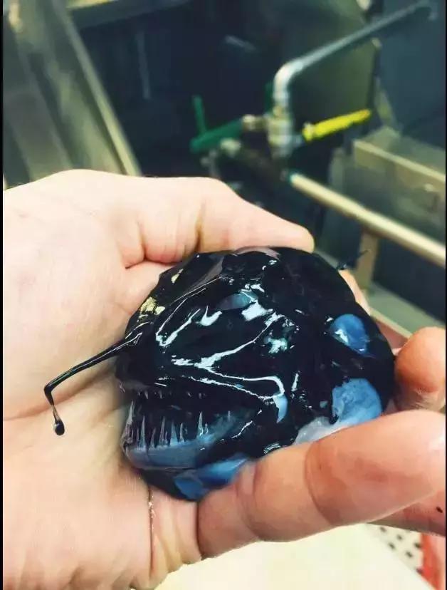 为什么深海鱼都长那么丑,深海鱼为啥都很丑