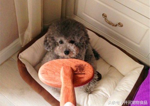 自己如何给泰迪狗狗修剪毛发视频,在家给贵宾犬修毛教程