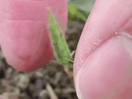 植物传播种子的方法有哪些二年级,植物的果实和种子传播方式有哪些