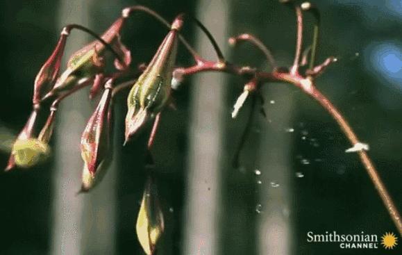 植物传播种子的方法有哪些二年级,植物的果实和种子传播方式有哪些