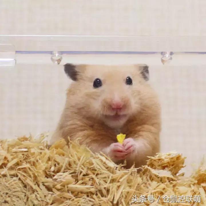 仓鼠帮另一只仓鼠照顾宝宝,仓鼠的哪一个动作代表它很开心