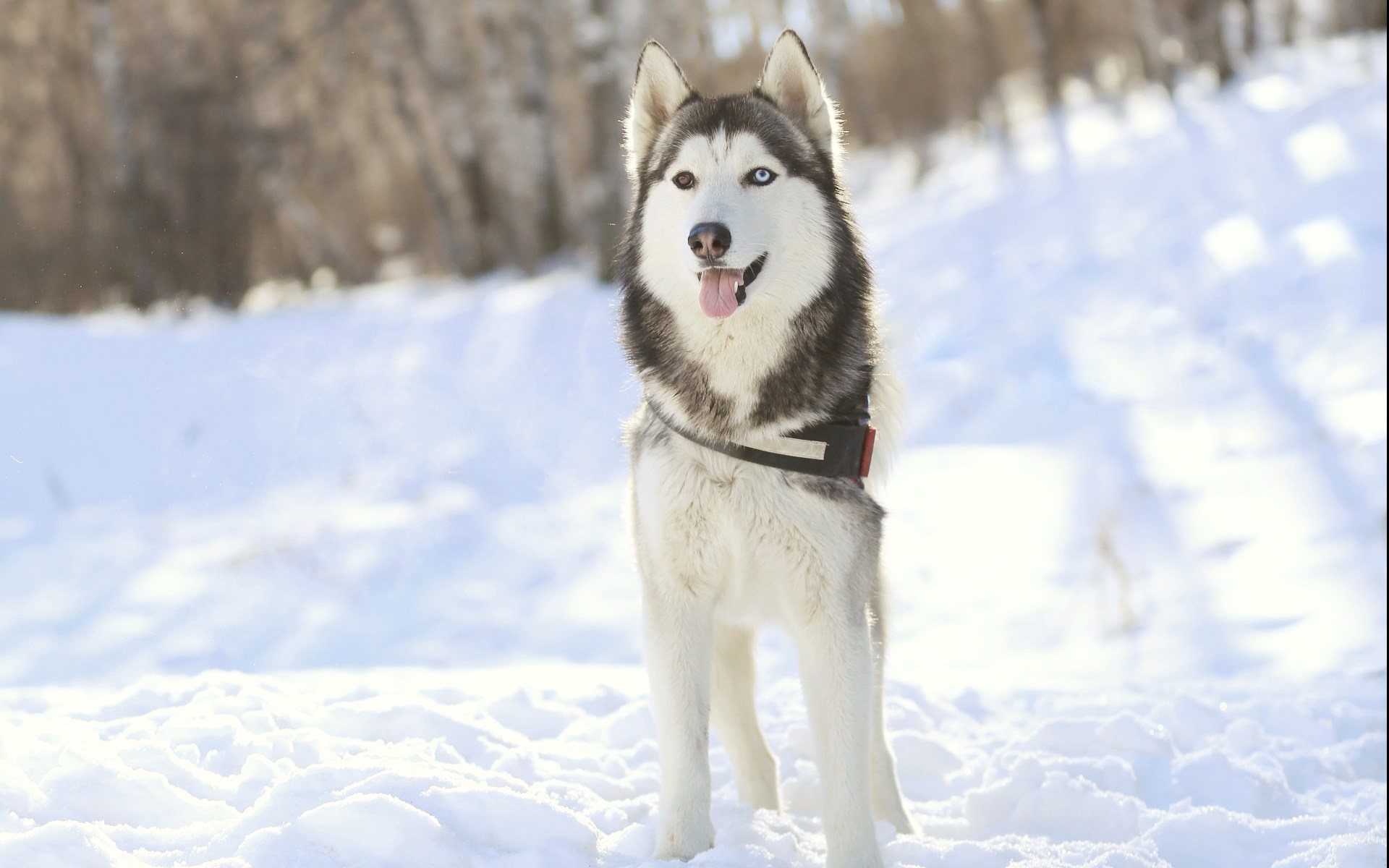 犬种百科之苏格兰牧羊犬,犬种百科德牧犬