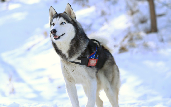 犬种百科之苏格兰牧羊犬,犬种百科德牧犬