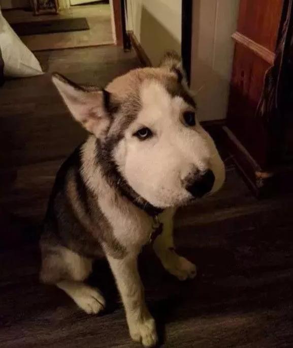 哈哈哈，原谅我拖拉机般的笑声！当喵星人被蜜蜂蜇了之后