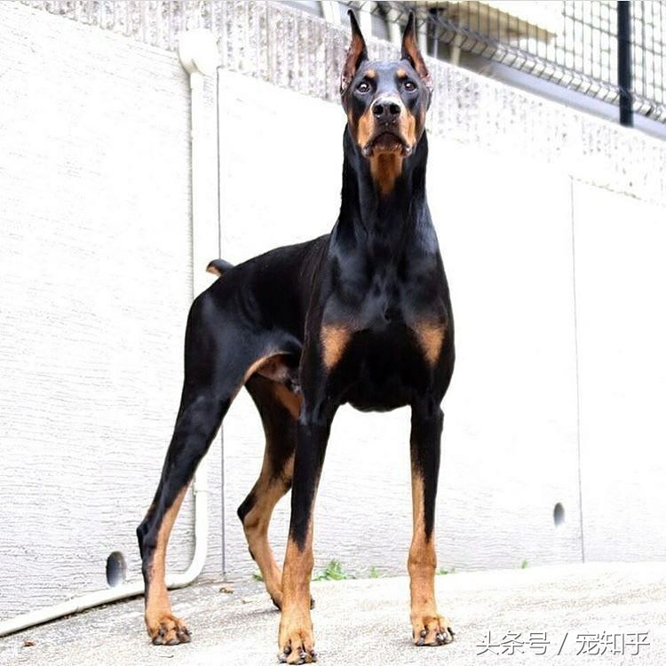 战斗力强又忠诚护住的狗,忠诚勇敢最佳护卫犬卡斯罗