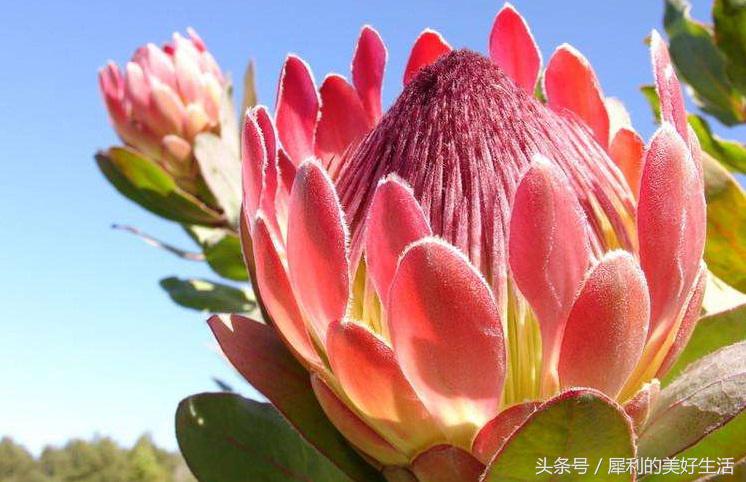 花期5个月的室内球根花卉,超级盆花王2.5寸