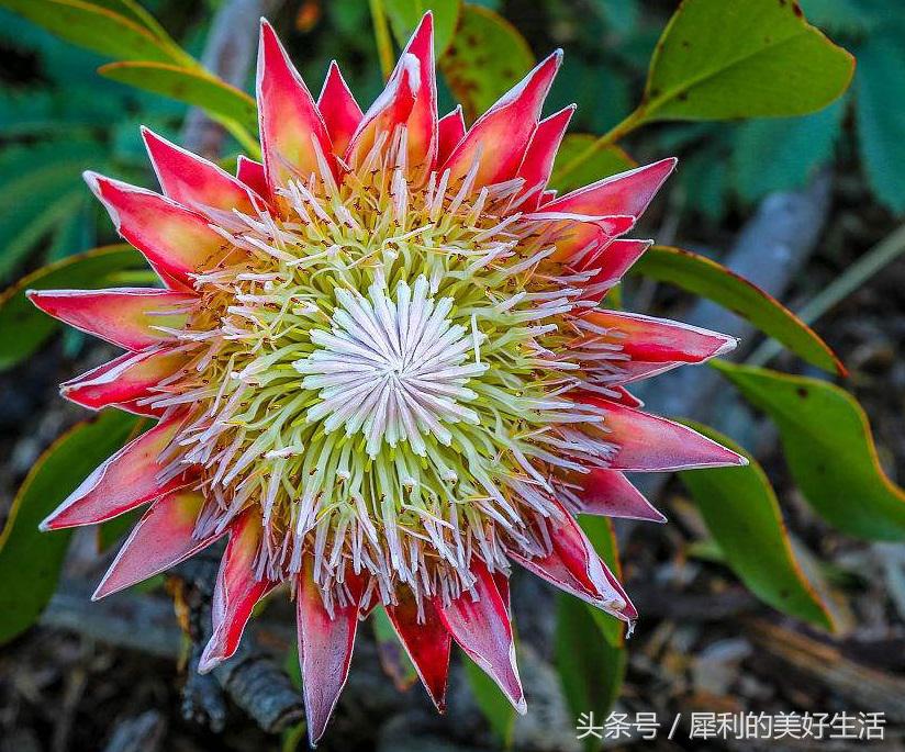 花期5个月的室内球根花卉,超级盆花王2.5寸