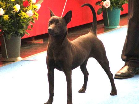 原来土狗还分这么多种类,中国的土狗全部种类