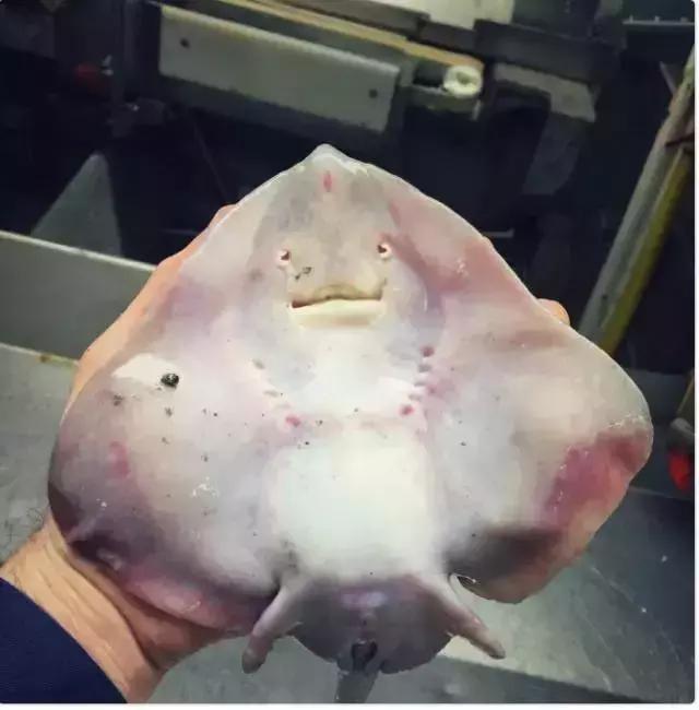 为什么深海鱼都长那么丑,深海鱼为啥都很丑