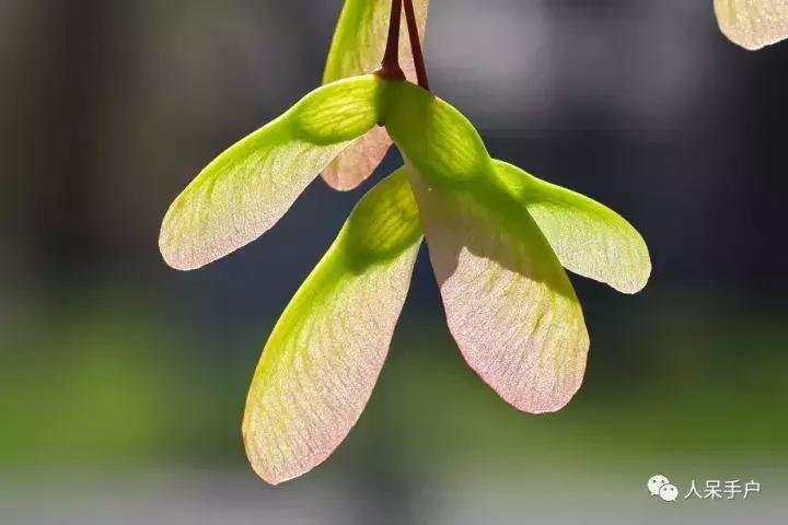 植物传播种子的方法有哪些二年级,植物的果实和种子传播方式有哪些