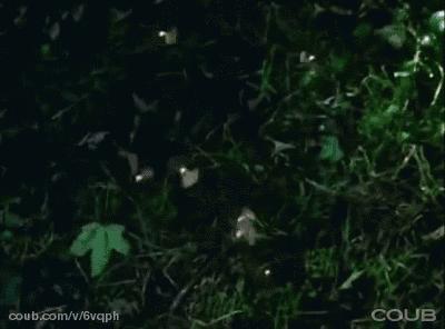 植物传播种子的方法有哪些二年级,植物的果实和种子传播方式有哪些