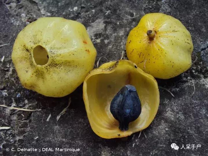 植物传播种子的方法有哪些二年级,植物的果实和种子传播方式有哪些