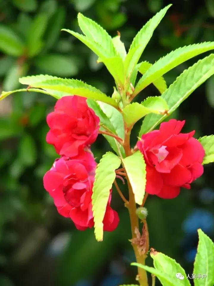 植物传播种子的方法有哪些二年级,植物的果实和种子传播方式有哪些