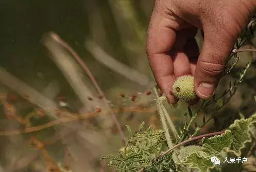 植物传播种子的方法有哪些二年级,植物的果实和种子传播方式有哪些