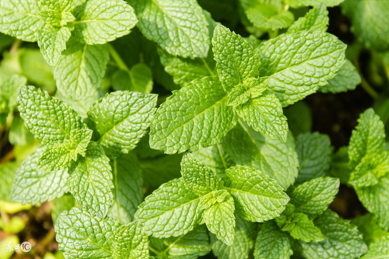 薄荷的功效与作用薄荷叶怎么吃,薄荷叶有什么作用该怎么吃