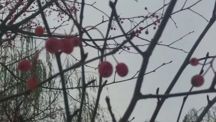 白雪中的红玫瑰花语,白雪中的粉玫瑰