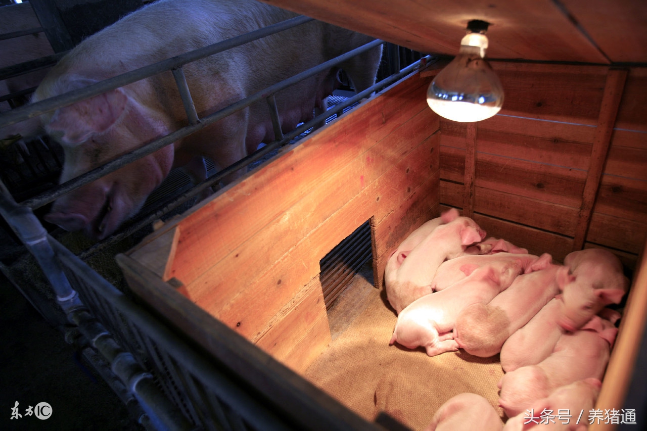 如何减少母猪上产床应激,母猪不用产床怎样预防压仔