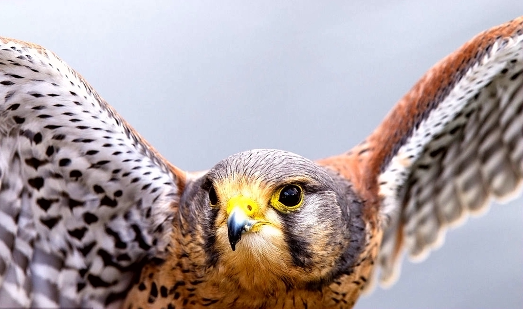 实话：凌云！六眼之隼