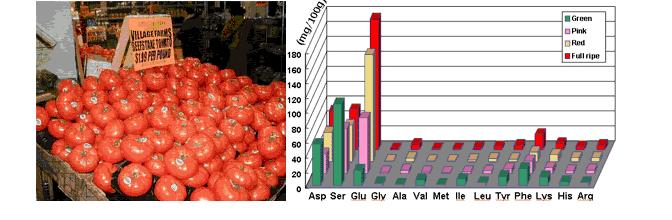 各种氨基酸之间的区别在于什么,氨基酸你知道是什么吗