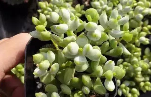 什么多肉有香味又好养,有香味的多肉哪种好养