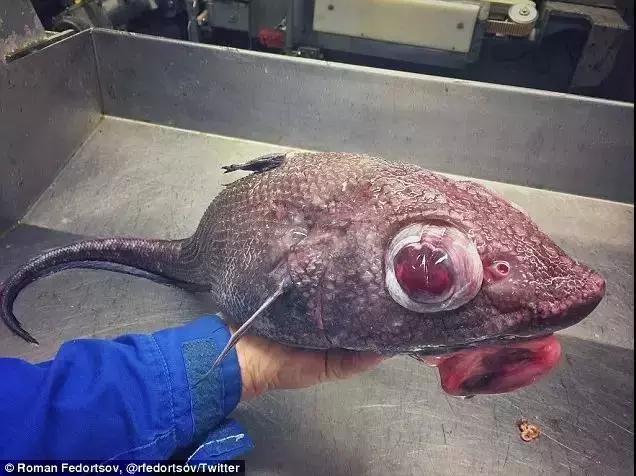 为什么深海鱼都长那么丑,深海鱼为啥都很丑